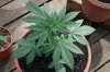 Indoor garden pics 081.jpg