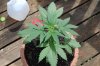 Indoor garden pics 082.jpg