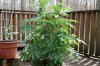 Indoor garden pics 083.jpg