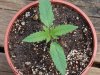 Indoor garden pics 084.jpg