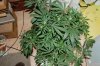 Indoor garden pics 086.jpg