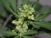 Indoor garden pics 090.jpg