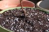 outdoor soil n Laurel 012.jpg
