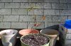 outdoor soil n Laurel 011.jpg
