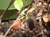 outdoor soil n Laurel 007.jpg