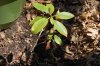 outdoor soil n Laurel 005.jpg