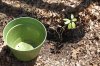 outdoor soil n Laurel 003.jpg