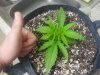 cbd 2 weeks old.jpg cbd 2 weeks old.jpg