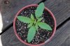 Todays Pics,LST gear 4-21 058.jpg