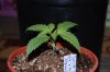 Todays Pics,LST gear 4-21 022.jpg