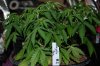 Todays Pics,LST gear 4-21 014.jpg