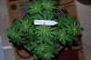 Todays Pics,LST gear 4-21 013.jpg
