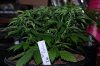 Todays Pics,LST gear 4-21 012.jpg