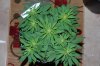 Todays Pics,LST gear 4-21 011.jpg