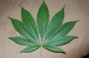 Todays Pics,LST gear 4-21 002.jpg