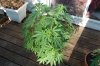 Todays Pics,LST gear 4-21 034.jpg