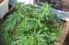 Todays Pics,LST gear 4-21 035.jpg