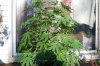 Todays Pics,LST gear 4-21 033.jpg