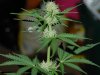Todays Pics,LST gear 4-21 040.jpg