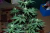 Todays Pics,LST gear 4-21 039.jpg