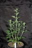 Todays Pics,LST gear 4-21 024.jpg