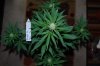 Todays Pics,LST gear 4-21 023.jpg
