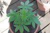 Todays Pics,LST gear 4-21 057.jpg