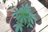 Todays Pics,LST gear 4-21 056.jpg