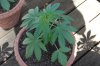 Todays Pics,LST gear 4-21 055.jpg