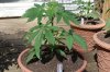 Todays Pics,LST gear 4-21 053.jpg