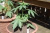 Todays Pics,LST gear 4-21 052.jpg
