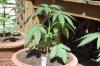 Todays Pics,LST gear 4-21 051.jpg