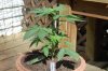 Todays Pics,LST gear 4-21 050.jpg