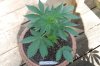 Todays Pics,LST gear 4-21 049.jpg
