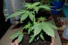 outdoor soil n Laurel 026.jpg