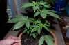 outdoor soil n Laurel 027.jpg