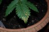 outdoor soil n Laurel 028.jpg