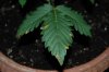 outdoor soil n Laurel 029.jpg