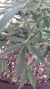 20140422_150218_resized.jpg