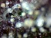 trichs3.jpg