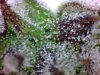 trichs2.jpg