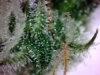 trichs1.jpg