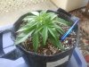 cbd 19 days.jpg