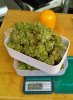 Dry Weight    Massive Midget Auto.jpg