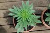 Indoor garden pics 119.jpg
