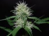 Indoor garden pics 118.jpg