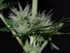 Indoor garden pics 117.jpg