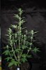 Indoor garden pics 115.jpg