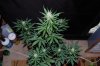 Indoor garden pics 114.jpg
