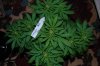 Indoor garden pics 111.jpg